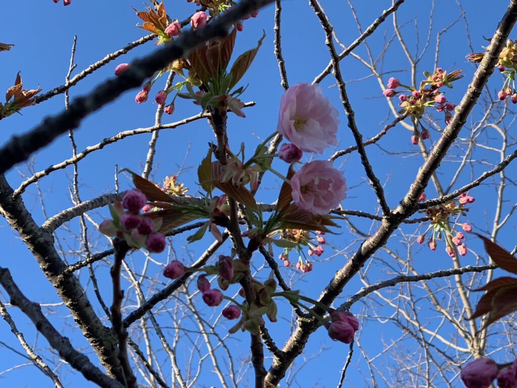 開花宣言！！